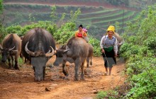 Tái cơ cấu ngành chăn nuôi: Đã thấy "nút thắt" nhưng chưa biết cách gỡ