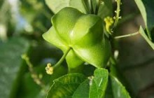 Hội thảo “Đánh giá tiềm năng phát triển cây Sacha Inchi (Sachi) tại Việt Nam”