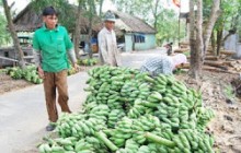 Doanh nghiệp 'săn' chuối làm hàng Tết: Nông dân mừng rơn vì được giá