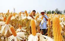 Lần đầu tiên tôn vinh Thương hiệu vàng nông nghiệp Việt Nam
