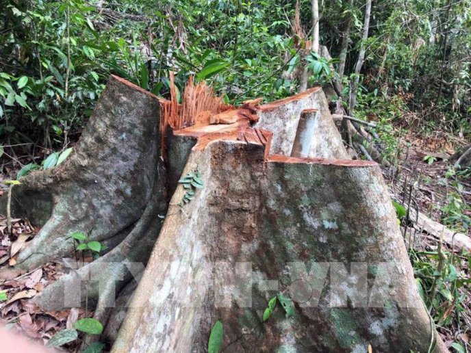 Hơn 8.000m2 rừng bị tàn phá ở Kon Tum