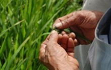 Biến đổi khí hậu đã chạm đến vựa lúa Việt Nam